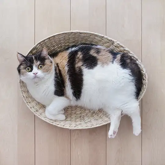 Thumbnail of the photo "DB024329"