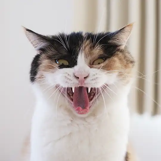 Thumbnail of the photo "DB025981"