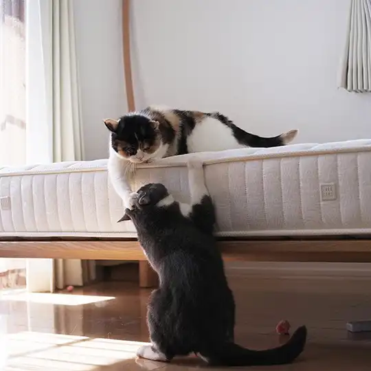 Thumbnail of the photo "DB026080"