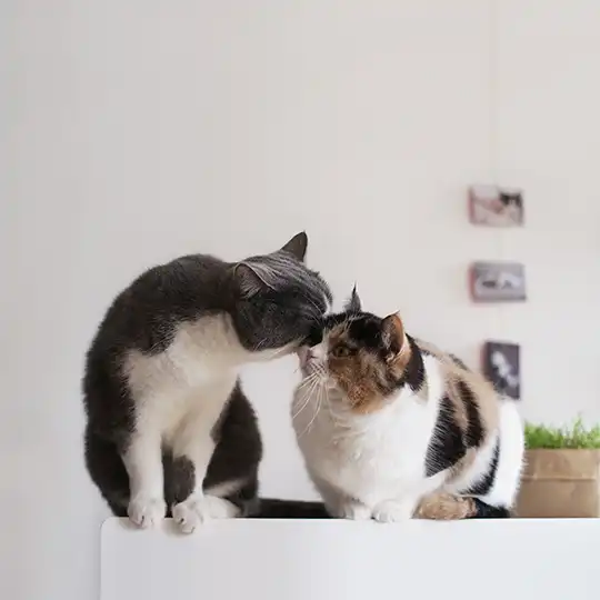 Thumbnail of the photo "DC030457"