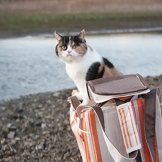 Thumbnail of the photo "DC031901"