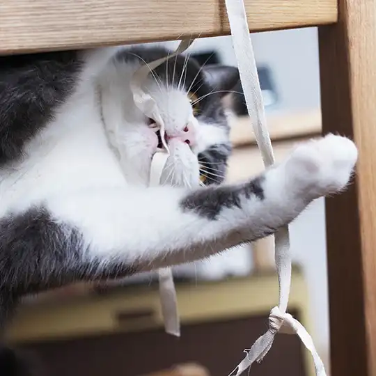 Thumbnail of the photo "DC032740"