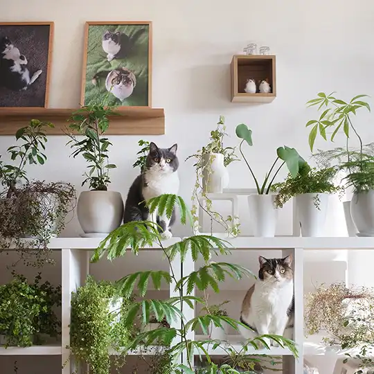 Thumbnail of the photo "DD048163"