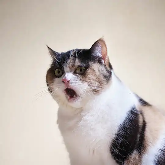 Thumbnail of the photo "DE053412"