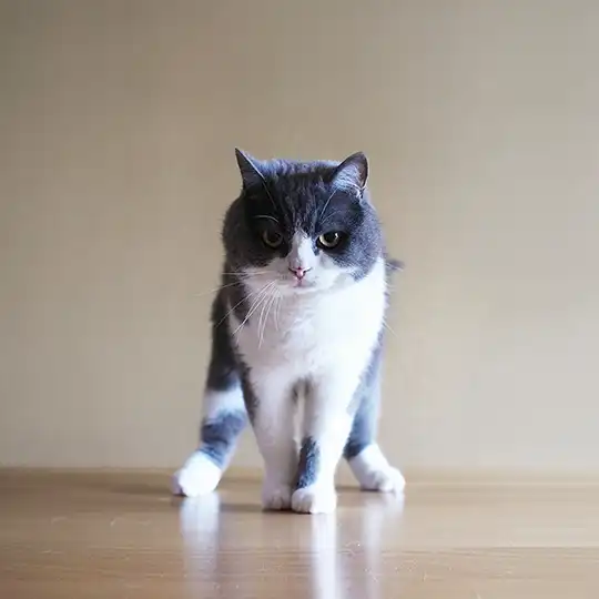 Thumbnail of the photo "DE059904"