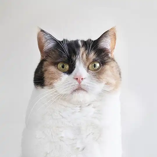 Thumbnail of the photo "EA032220"