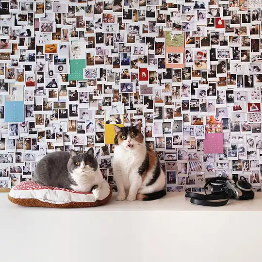 Thumbnail of the photo "ED011804"