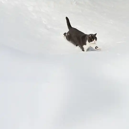 Thumbnail of the photo "ED012193"