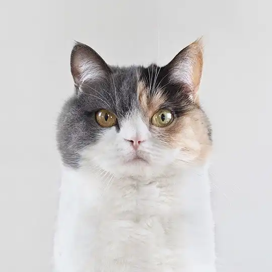 Thumbnail of the photo "XA000001"